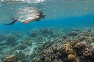 Traveler snorkeling over coral near Pink Beach in Komodo National Park