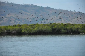 Column of fruit bats crossing the water from Kalong Island towards Komodo at dusk