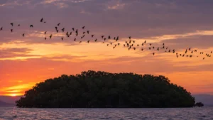 Thousands of flying foxes leaving Kalong Island against the sunset in Komodo