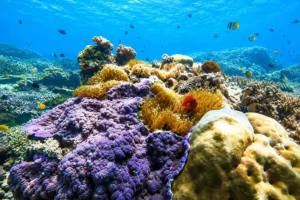 Vibrant underwater coral reef teeming with marine life, a beautiful snorkeling stop on the Lombok to Komodo boat trip.