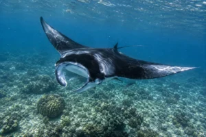 manta-ray-karang-makassar-manta-point-komodo