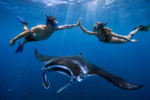 Manta rays swimming in the clear waters of Komodo National Park