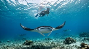 komodo 3 days 2 night snorkeling with manta rays
