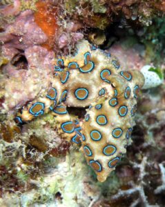Blue-ringed octopus with vivid defensive rings visible