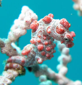 Bargibant pygmy seahorse camouflaged on a gorgonian sea fan