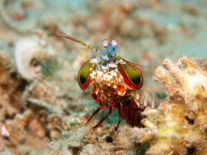 Peacock mantis shrimp showing stalked eyes and colourful armoured body