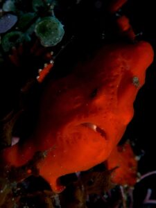 Painted frogfish camouflaged against reef growth