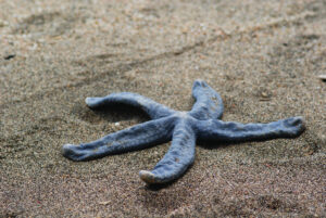 Blue starfish in shallow water at Satonda Island