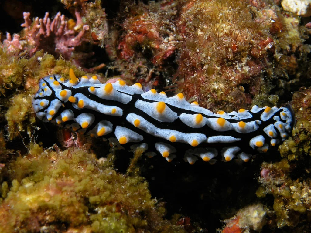 Close-up of a Phyllidia varicosa nudibranch against the reef.