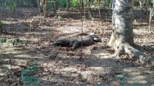 Komodo, West Manggarai Regency, East Nusa Tenggara, Indonesia