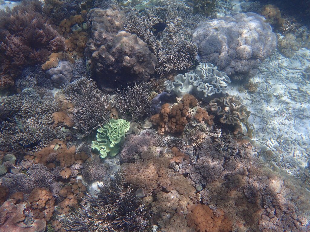 Underwater coral and reef life in Komodo National Park