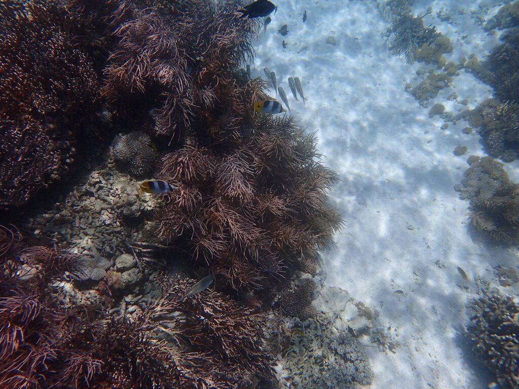 Underwater coral and reef life in Komodo National Park