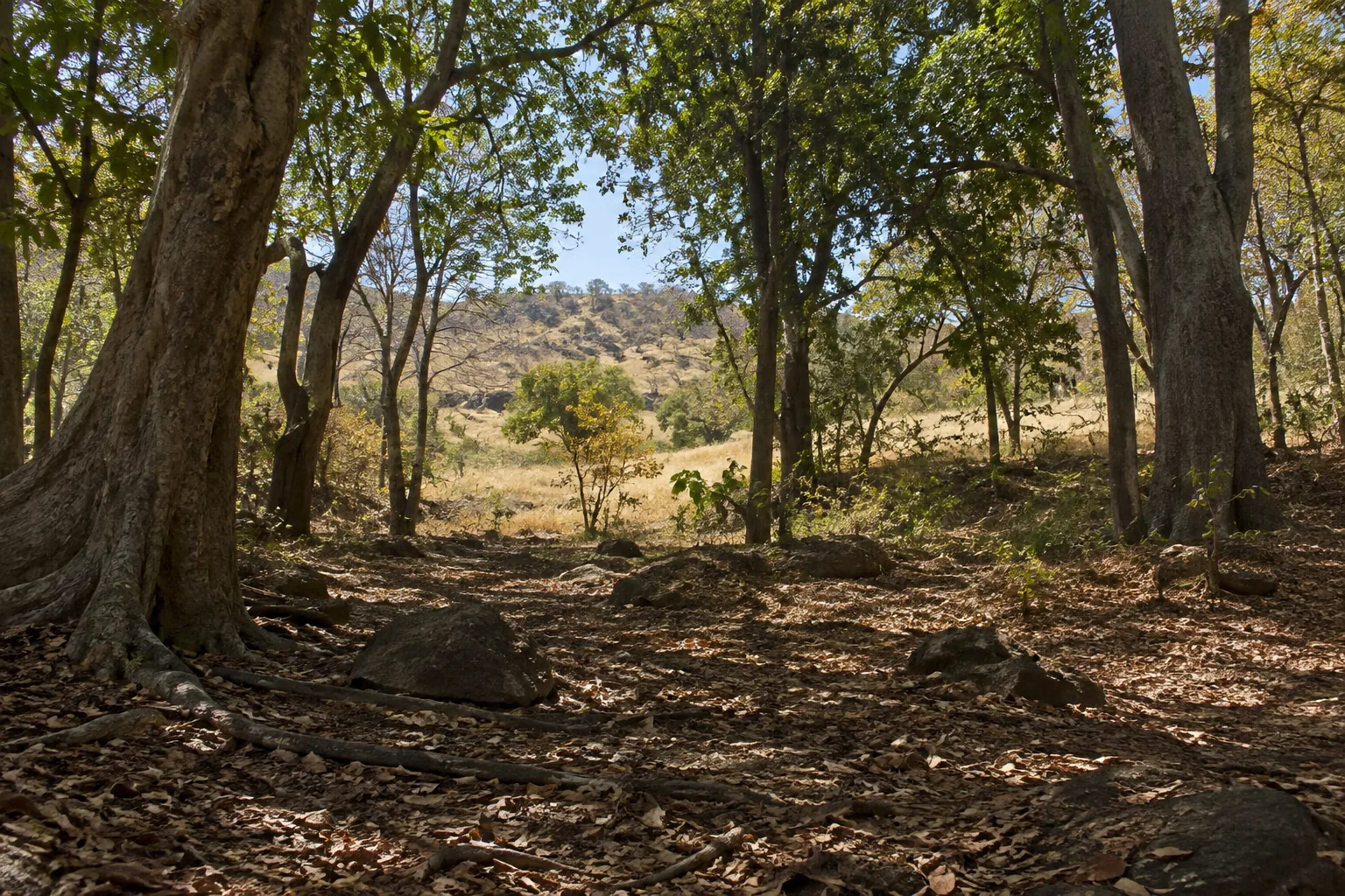 Shaded woodland floor opening onto sunlit dry grassland