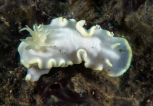 Glossodoris buko nudibranch photographed at Sangeang