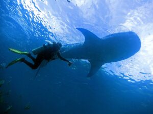 Diver observing a whale shark underwater