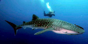Whale shark swimming close to the sea surface