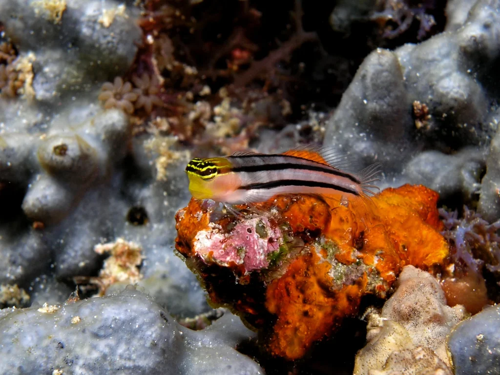 Small blenny resting among coral in Komodo National Park.